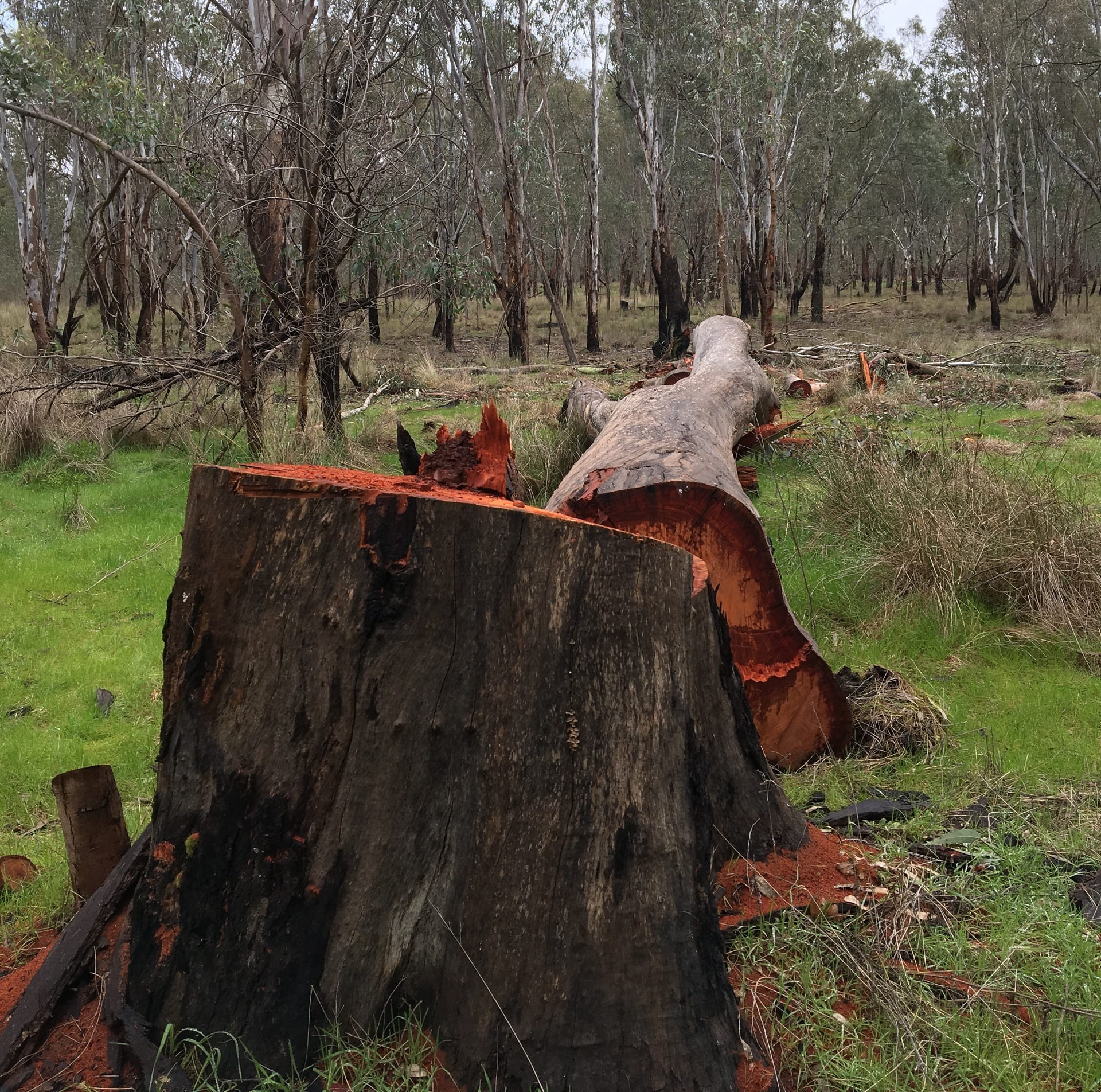 The bright red trunk of an older, illegally cut river red gum surrounded by younger trees in Lower Goulburn National Park