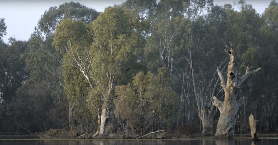 Large stands of River Red Gums are standing at the waters edge