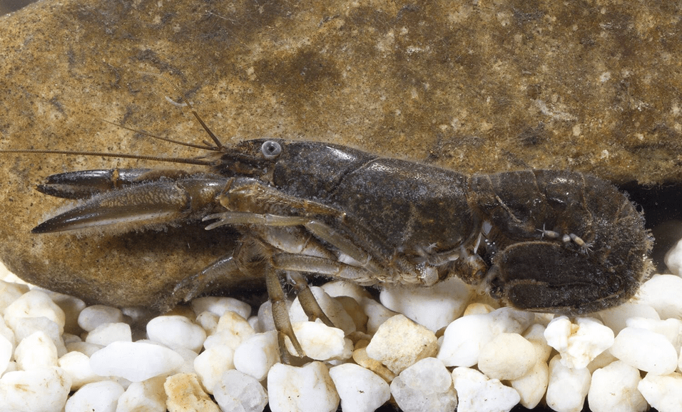 A Yabby is sitting on the bottom of the river with white pebbles